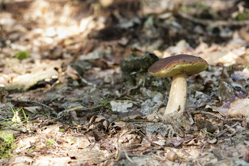 duży okaz jadalnego i smacznego grzyba borowika szlachetnego