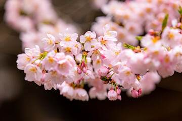 満開の桜