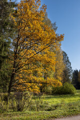 The oak is covered with yellow leaves. Golden autumn.