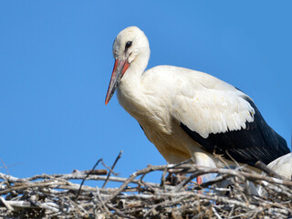 Closeup of white stork (Ciconia ciconia) standing in its nest on blue sky background