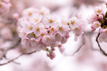 桜の花びら