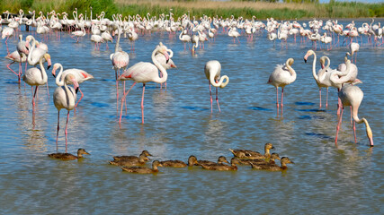 Group of flamingos (Phoenicopterus ruber) and ducks in water, in the Camargue is a natural region located south of Arles, France, between the Mediterranean Sea and the two arms of the Rhône delta