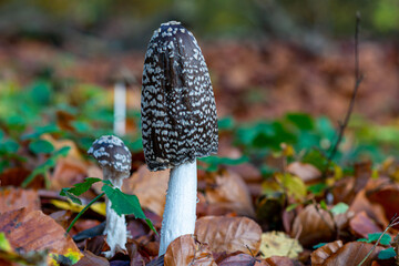 A picture of a brown fungus in a forest. Brown autumn leaves in the background