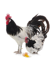 Lakenfelder rooster and a hen at a broken egg
