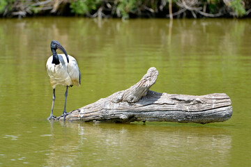 African sacred ibis (Threskiornis aethiopicus), view of front, standing on tree trunk in water