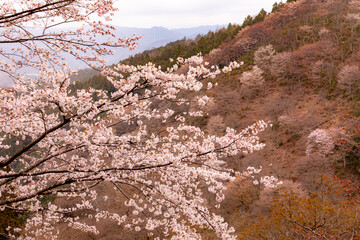 満開の桜と吉野の山