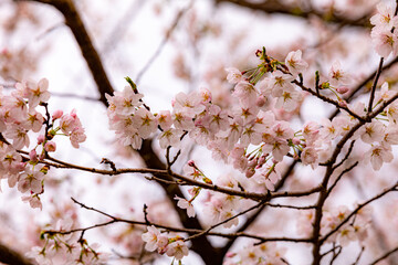 満開の桜
