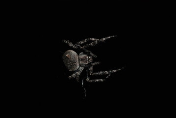 Spider weaves a web at night for hunting