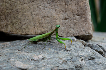 Green praying mantis on the stones.