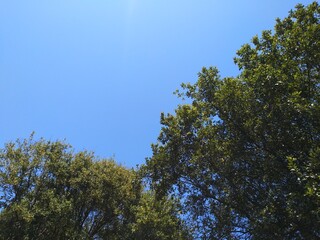 trees in the sky