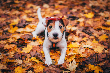 Cute Parson Russell Terrier in Fallen Leaves