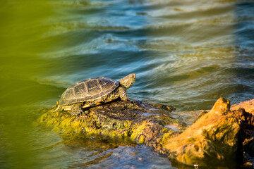 turtle on the water