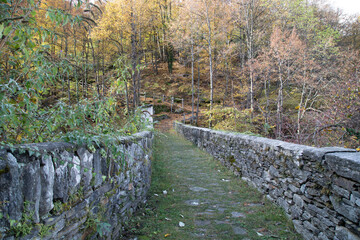sottobosco