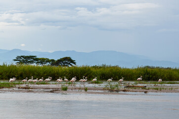 Flamingos standing in shallow water in the Rusizi River in the Rusizi Nature Reserve outside Bujumbura, Burundi