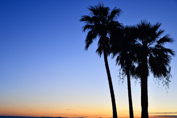 Obraz na płótnie Canvas Palm trees in silhouette on the seafront promenade in Nice, France, at sunset