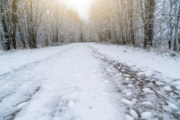 Winter road through the forest	