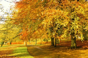 Naklejka premium autumn trees in the park