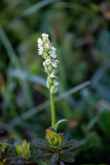 Wandern Bergsteigen auf den Unnutz Berg in Tirol Österreich bei Achenkirch Rofan
