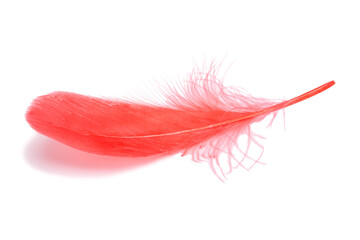 Red fluffy feather isolated on the white