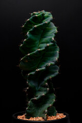 cactus garden desert