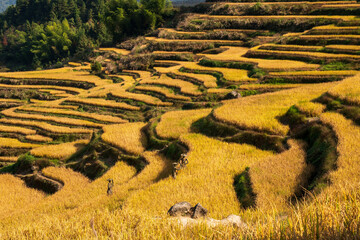 the golden paddy terrace field