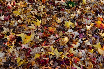 Tapis de feuilles