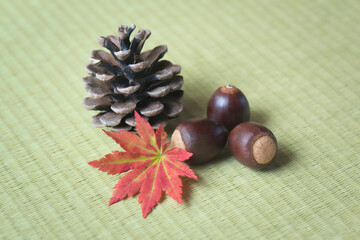 畳の上の紅葉、ドングリ、松ぼっくり
