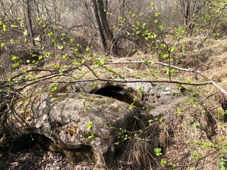 Naklejka na ściany i meble spring in the forest