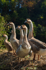 many ducks stand together under sunlight