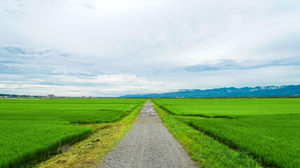 青々とした稲が一面を覆う田んぼの中の田舎のあぜ道