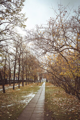 Fototapeta na wymiar Autumn alley of trees