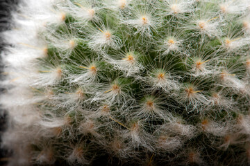 cactus garden desert