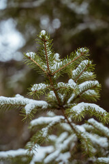 spruce under the snow