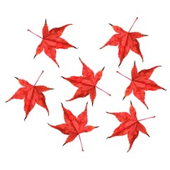 red maple acer tree leaves