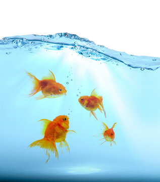 Goldfish swimming under the water isolated on white background