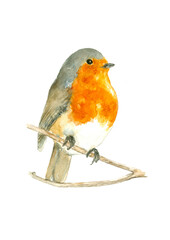 Watercolor bird Robin on tree branch hand drawn fall or winter illustration isolated on white background