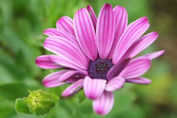 Fototapeta premium オステオスペルマム