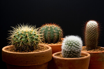 cactus garden desert
