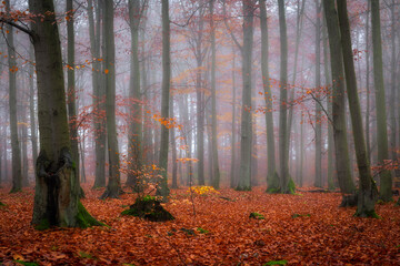 Fototapeta premium Misty morning in autumn birch forest