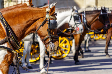 Obraz premium Caballos de tiro de carruajes a la espera de turistas en la puerta de la catedral de Sevilla en Andalucía.