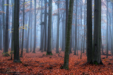Fototapeta premium Misty morning in autumn birch forest