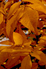 autumn leaves