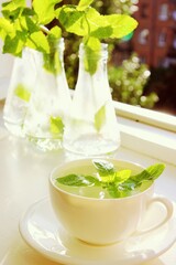 Fresh green mint in a glass of water and in a white cup in the summer by the window.