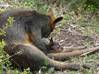 Känguru mit Baby