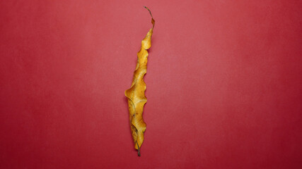 Dry Yellow leaf on red background.