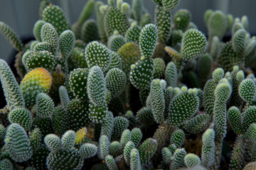 cactus garden desert