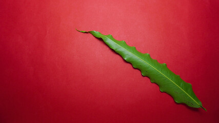 Naklejka premium Green leaf on red background.