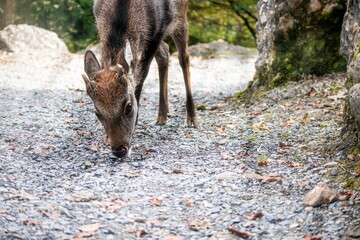 Deer in the wild animal park Arth-Goldau.
