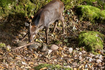 Deer in the wild animal park Arth-Goldau.