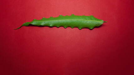 Green leaf on red background.